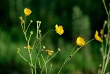 Ranunculus brevirostris. Общие соцветия с бутонами, цветками и завязями. Киргизия, Джалал-Абадская обл., Западный Тянь-Шань, северный берег оз. Сары-Челек, ≈ 1900 м н.у.м., заболоченный участок луга. 13.07.2022.