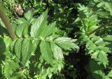 Valeriana officinalis