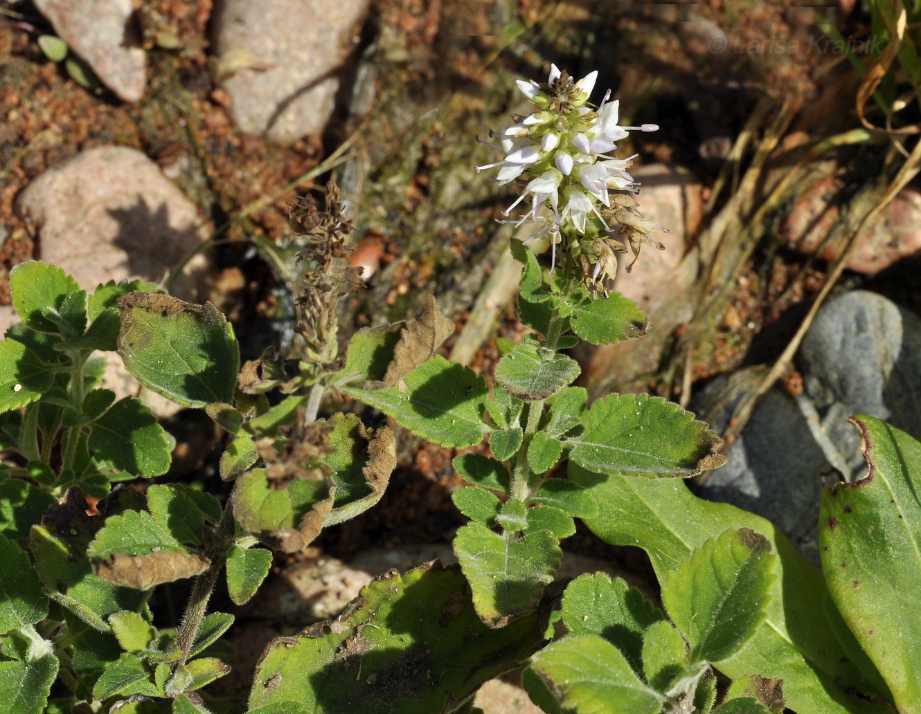 Image of Veronica daurica specimen.