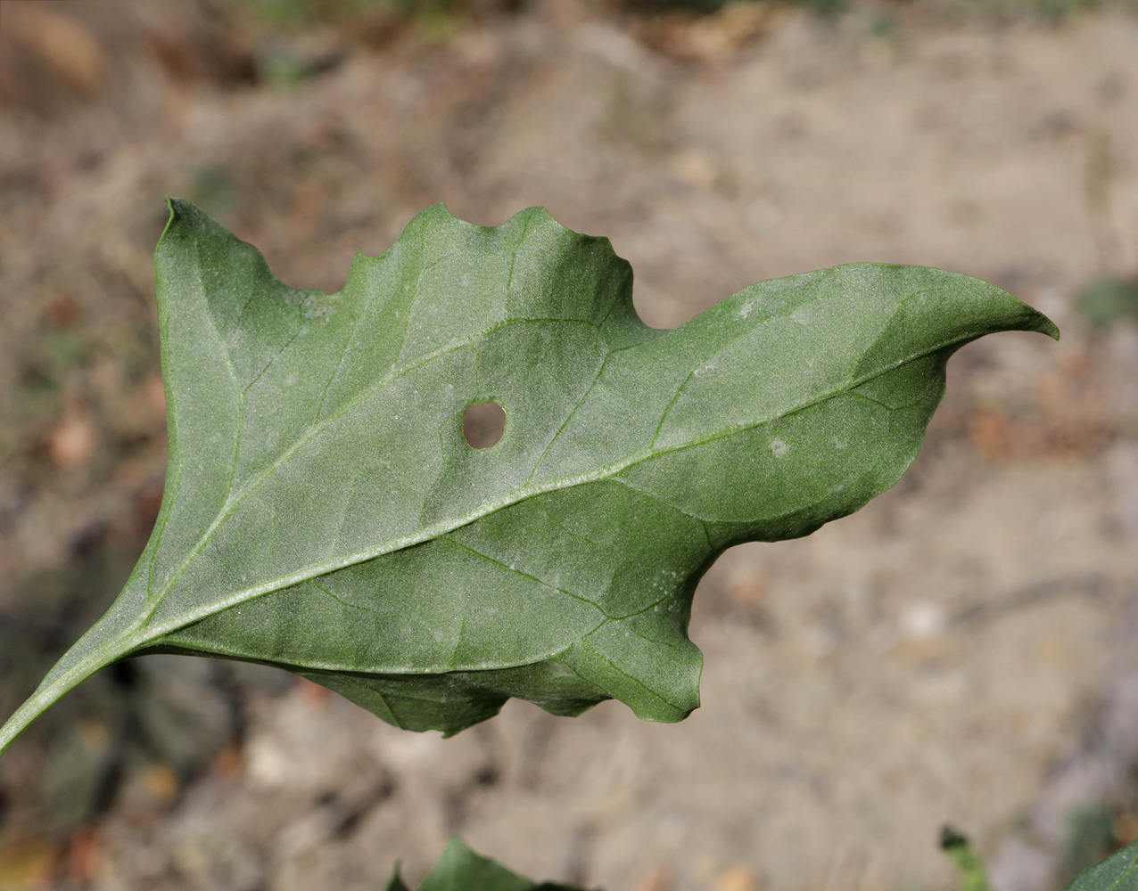 Image of Oxybasis urbica specimen.