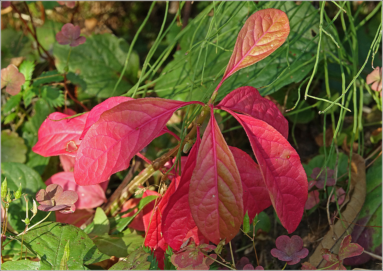 Изображение особи Euonymus europaeus.