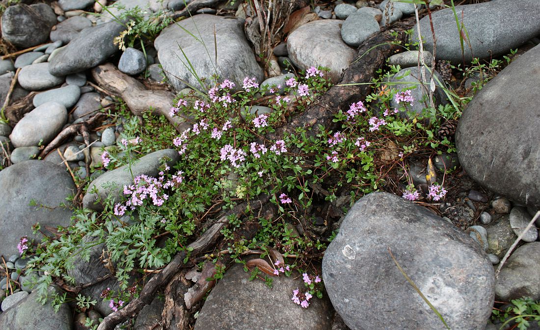 Image of Thymus jenisseensis specimen.