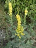 Verbascum phlomoides