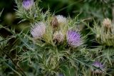 Cirsium obvallatum