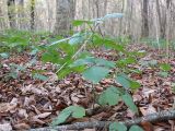 Rubus caucasicus