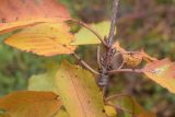 Cerasus avium