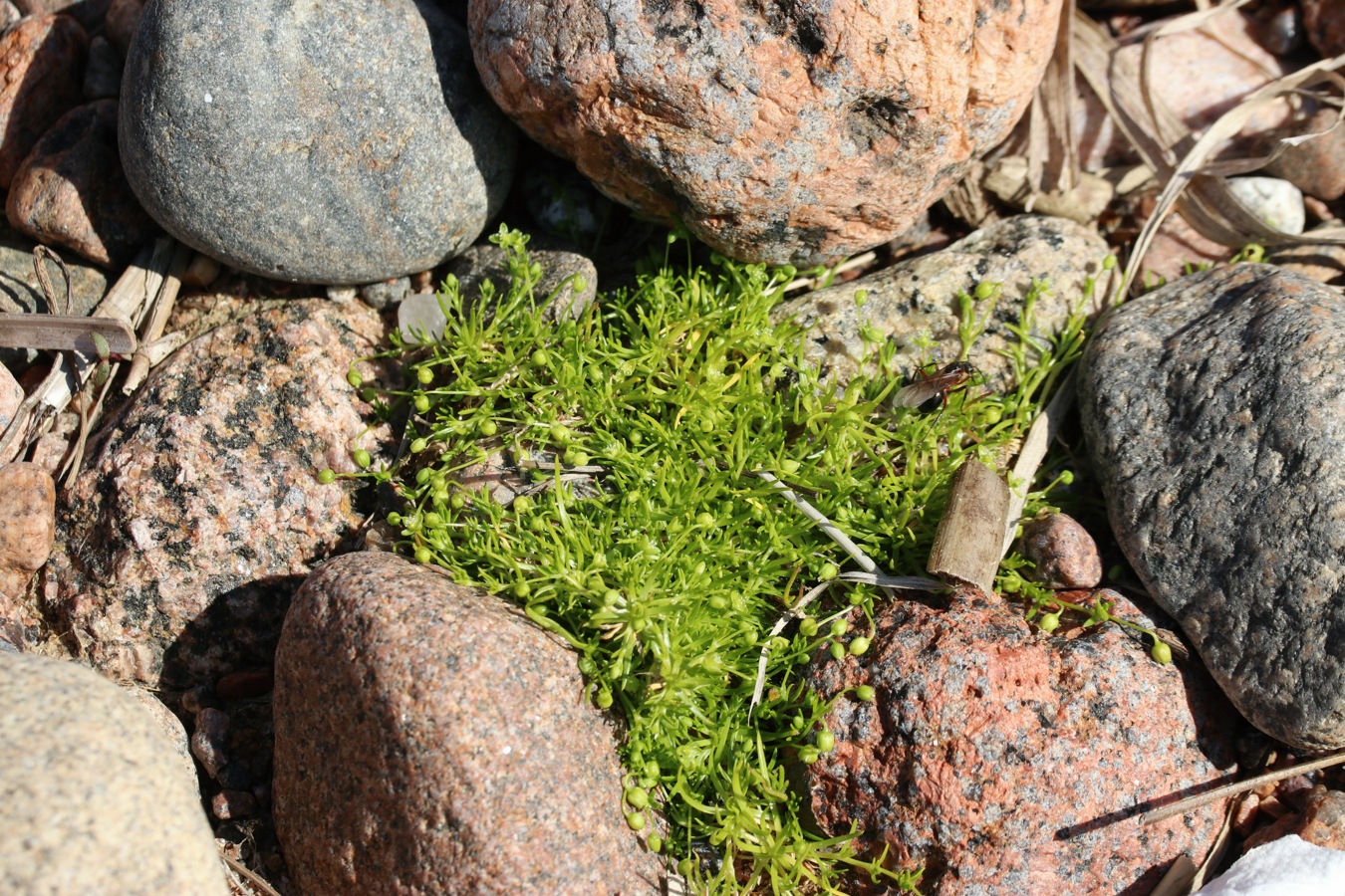 Image of Sagina procumbens specimen.