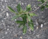 genus Salix. Верхушка веточки с повреждёнными листьями. Чечня, Шаройский р-н, бассейн р. Цесиахк, нижняя часть долины левого притока. 11 августа 2023 г.