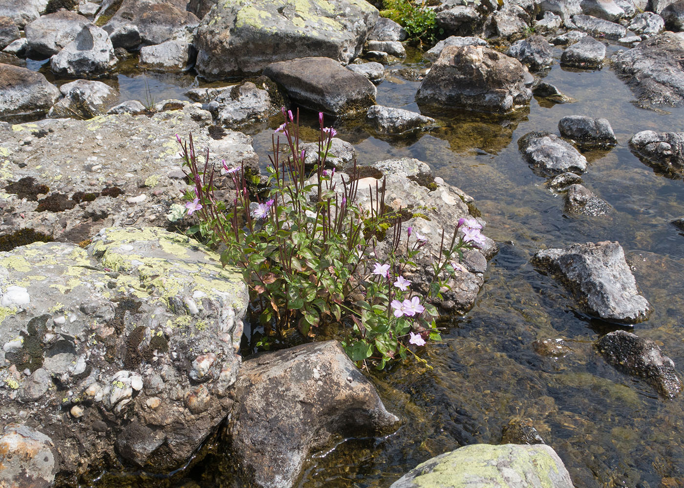 Image of Epilobium anagallidifolium specimen.