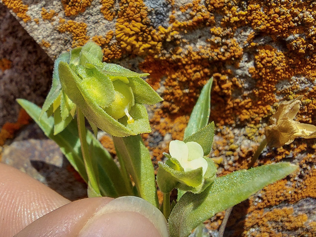 Image of Viola occulta specimen.