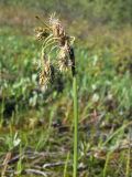 Eriophorum angustifolium