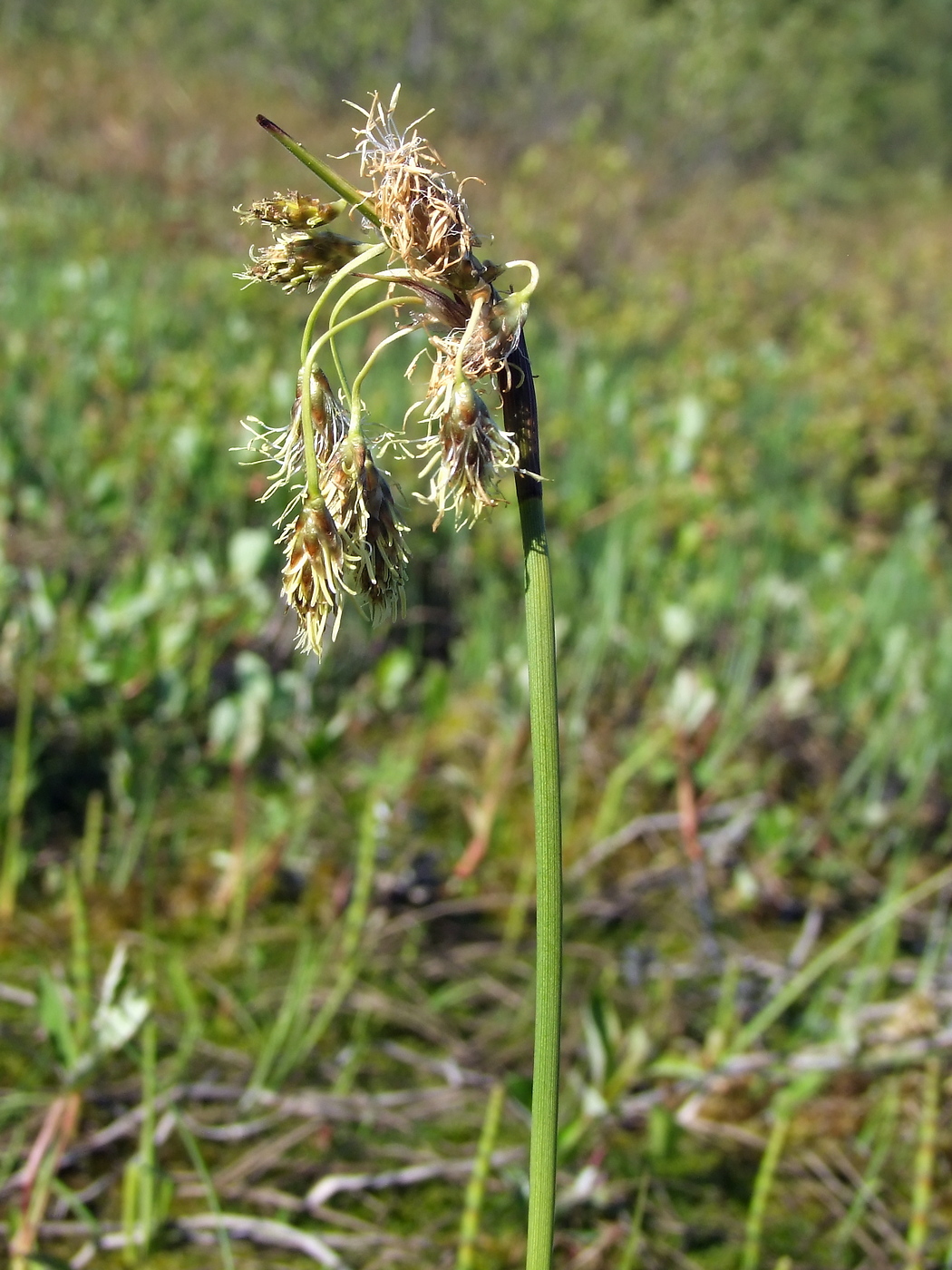 Изображение особи Eriophorum angustifolium.