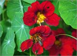 Tropaeolum majus. Цветки с кормящейся пчелой и листья. Московская обл., Раменский р-н, окр. дер. Хрипань, садовый участок. 23.07.2023.