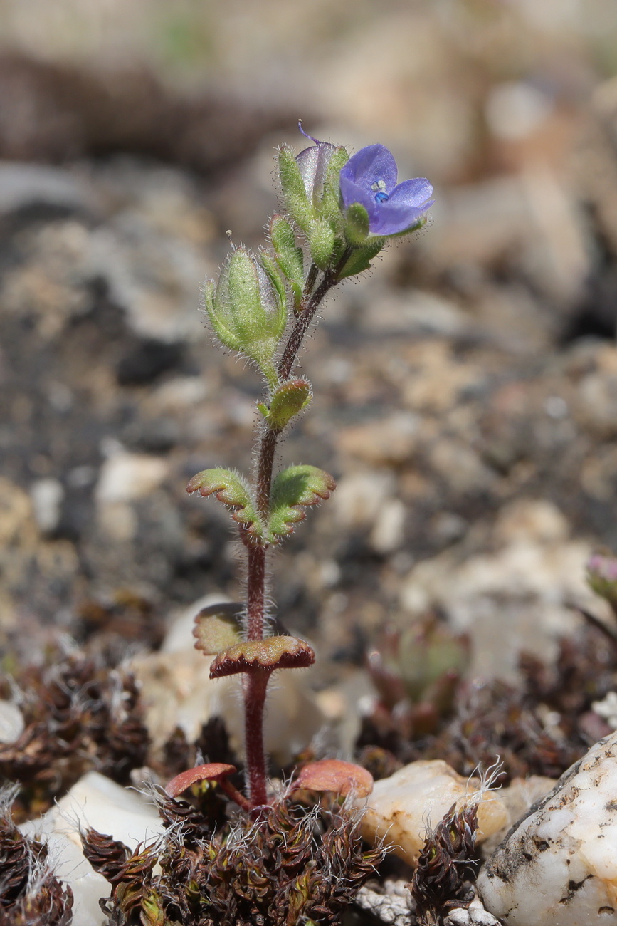 Image of Veronica praecox specimen.