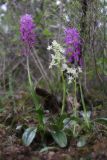 Orchis provincialis