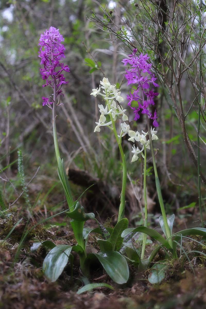 Image of Orchis provincialis specimen.
