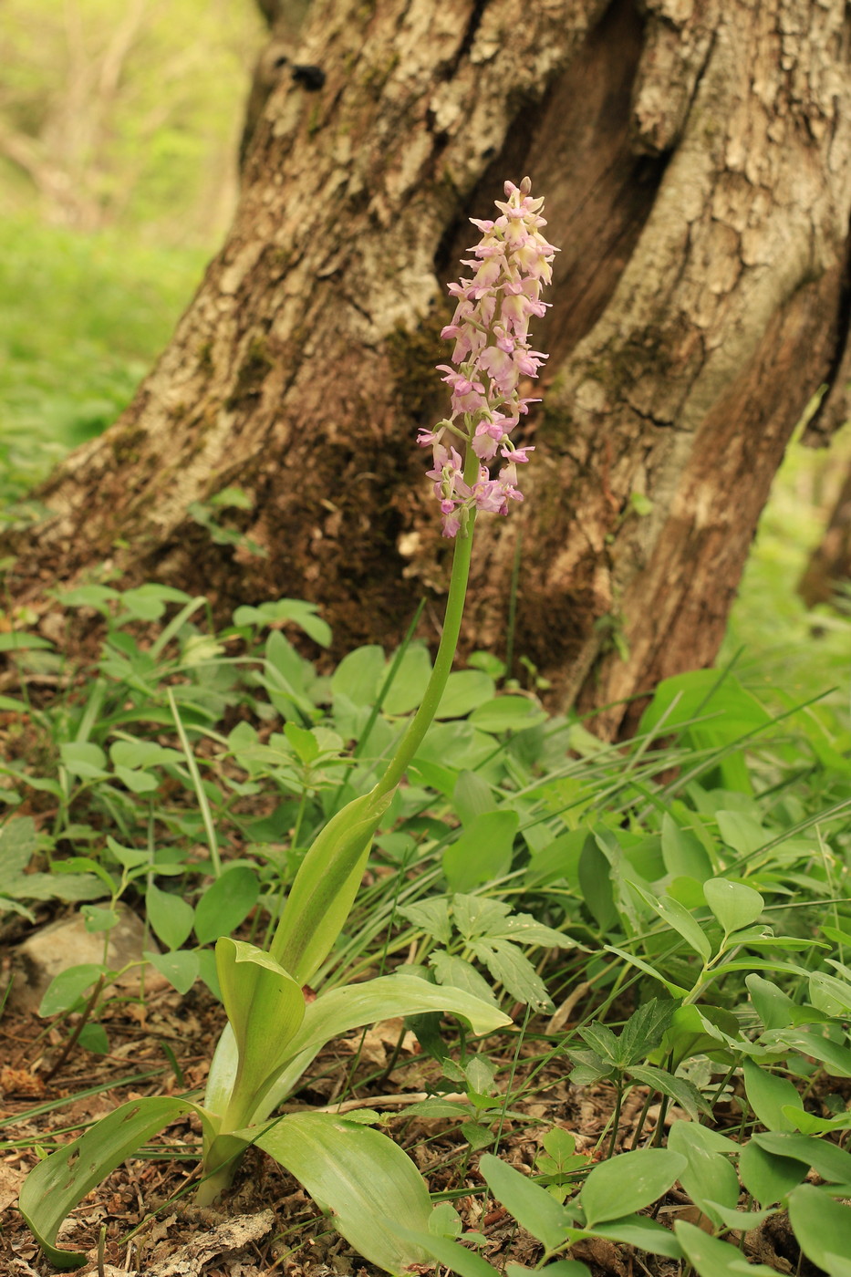 Image of Orchis &times; loreziana specimen.