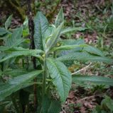 Euphorbia oblongifolia