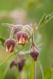 Geum rivale. Верхушка цветущего растения в каплях тумана. Краснодарский край, Апшеронский р-н, Лагонакский хр., окр. горы Житная, ≈ 1700 м н.у.м., горный луг. 30.04.2024.