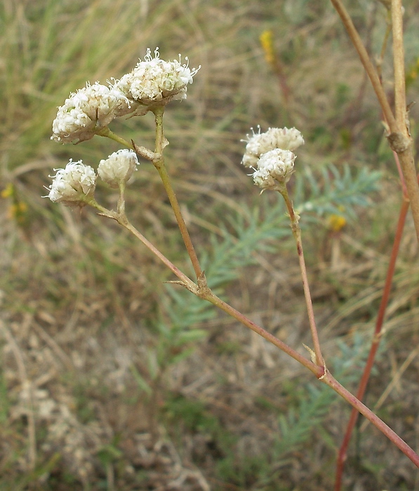Image of Gypsophila glomerata specimen.