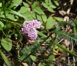 род Achillea. Соцветие. Челябинская обл., Златоустовский гор. округ, национальный парк \"Таганай\", дол. р. Большая Тесьма, окр. ур. Железный мост, полянка в смешанном лесу. 7 июля 2023 г.
