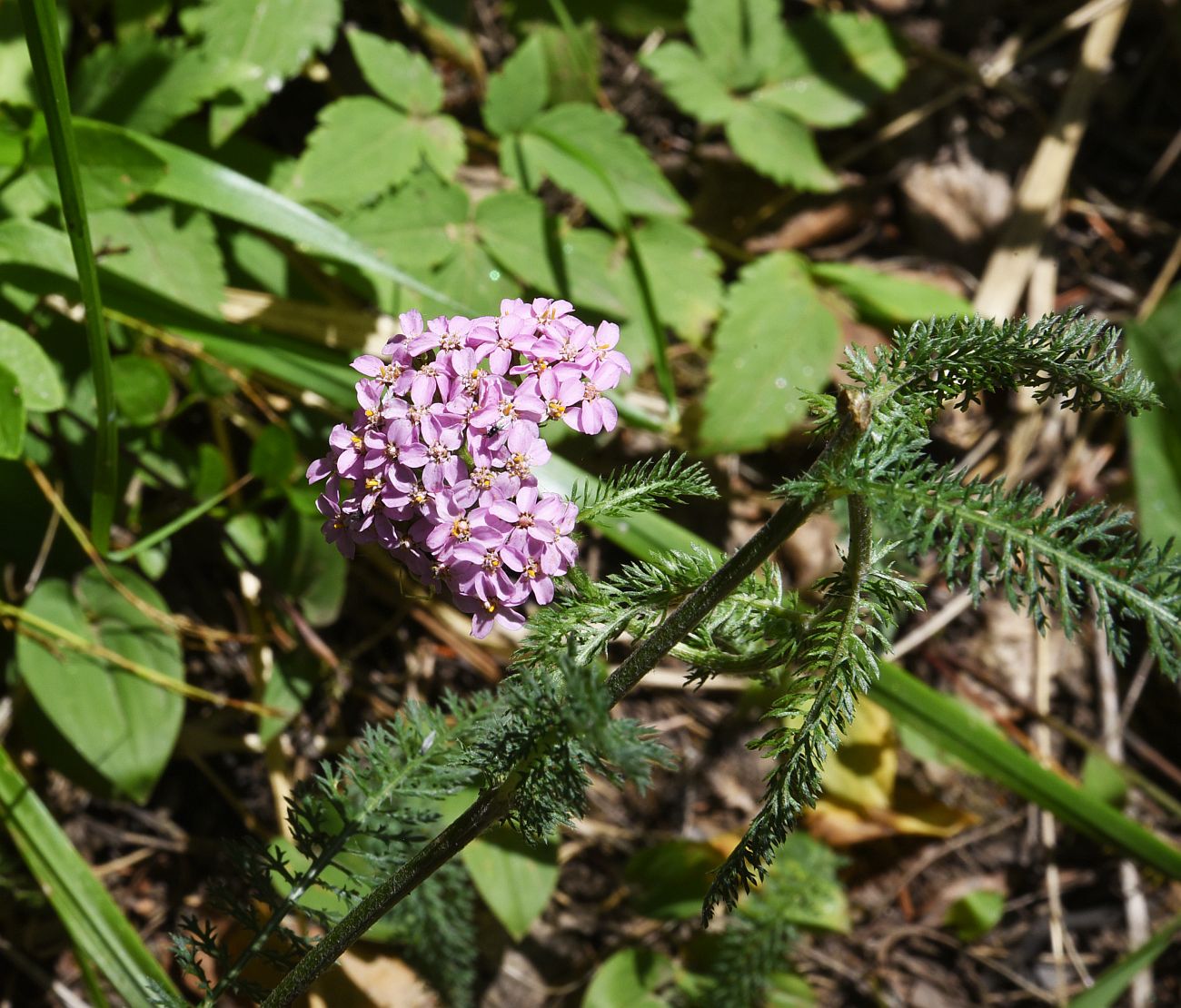 Изображение особи род Achillea.