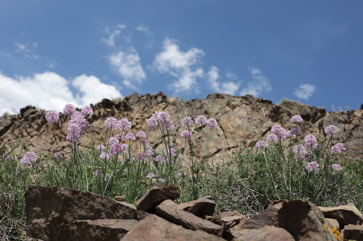 Изображение особи Allium caricifolium.