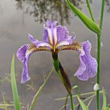 Iris setosa