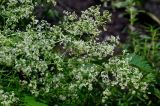 род Galium