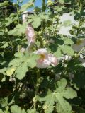 Alcea rosea