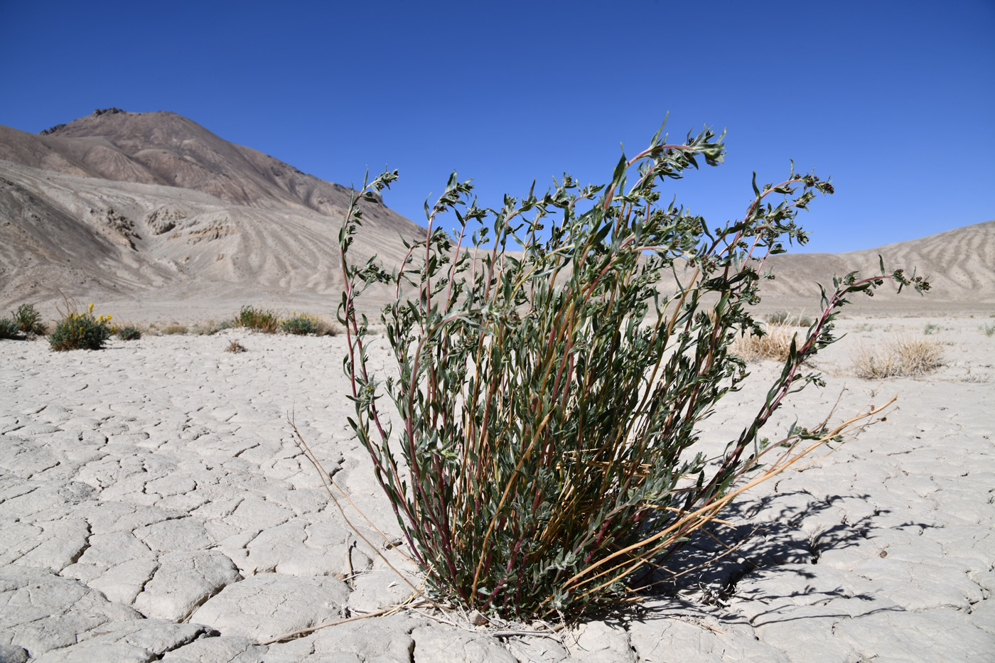 Image of Artemisia pamirica specimen.