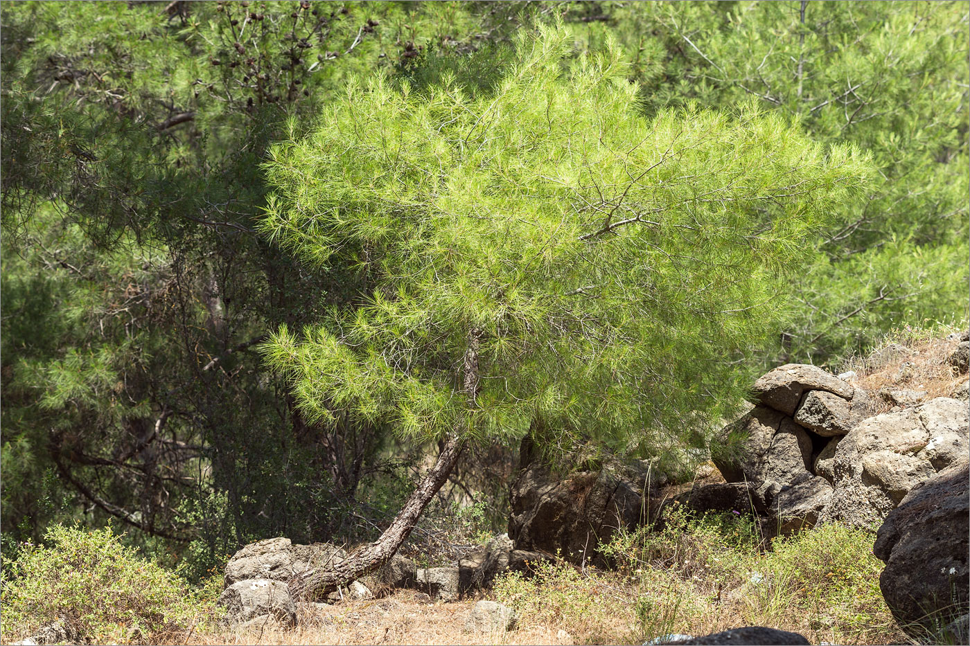 Image of Pinus brutia specimen.