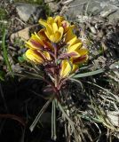 Gymnospermium alberti