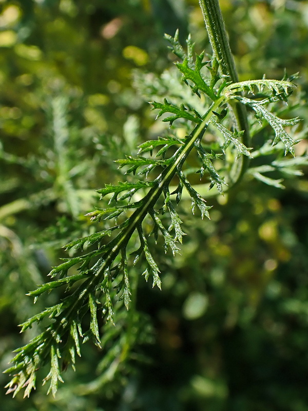 Image of genus Achillea specimen.