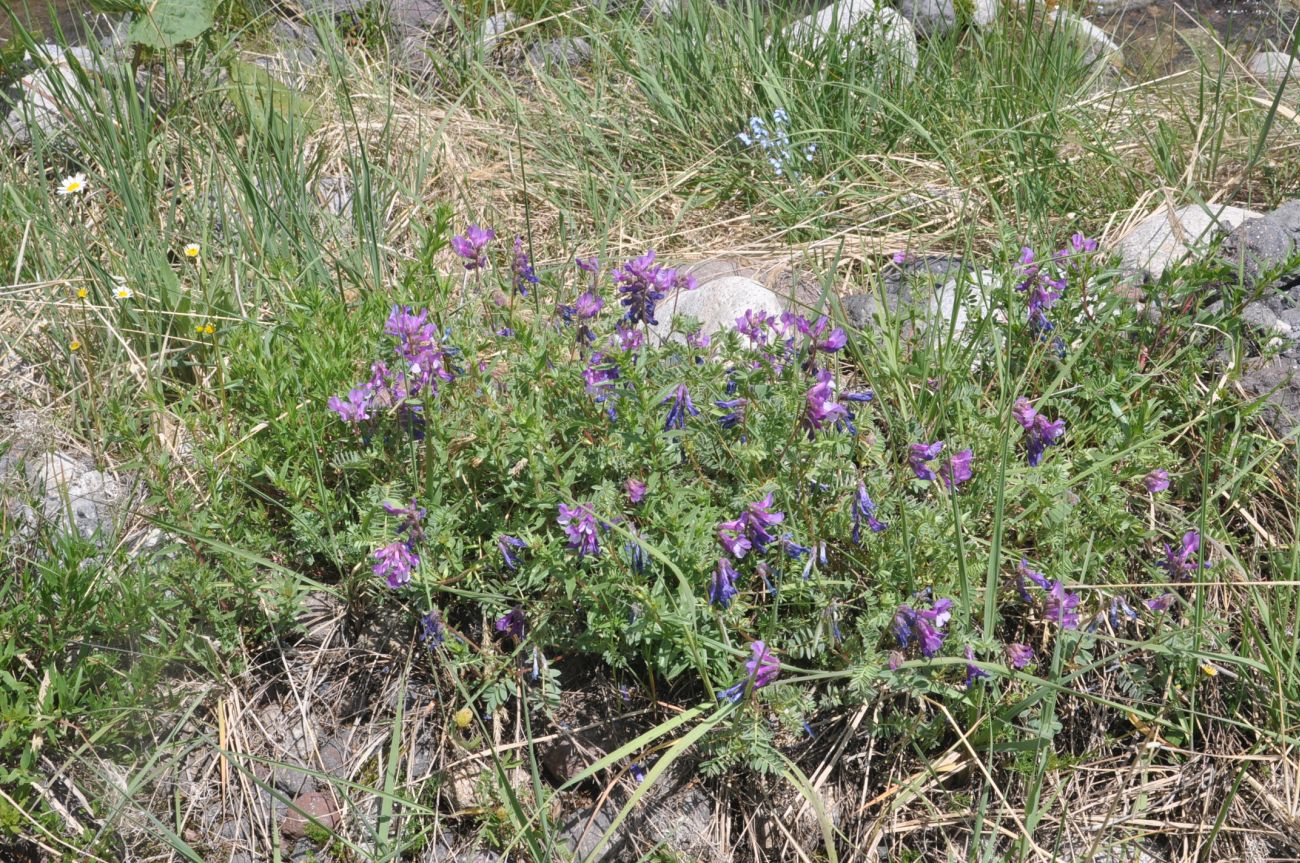 Изображение особи Vicia alpestris.
