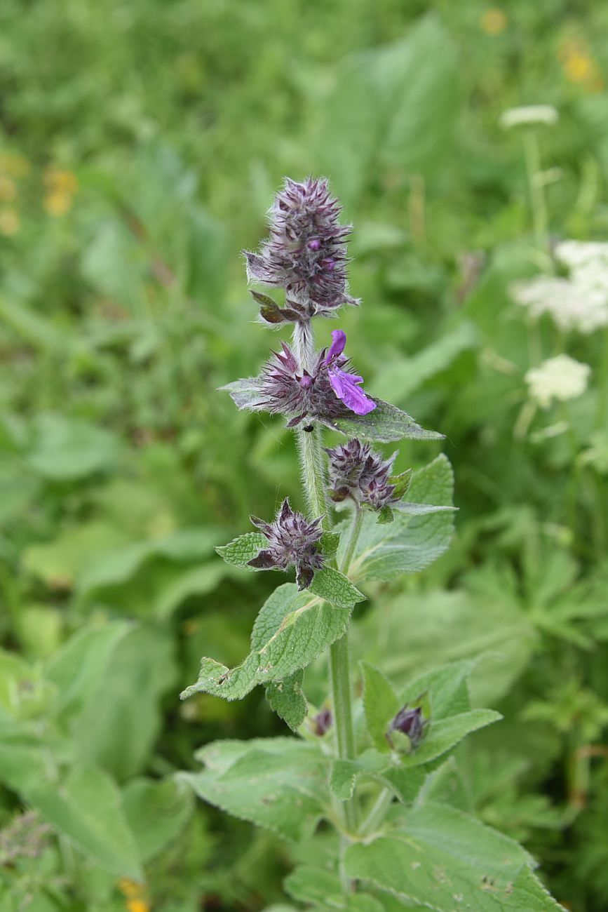 Image of Stachys germanica specimen.