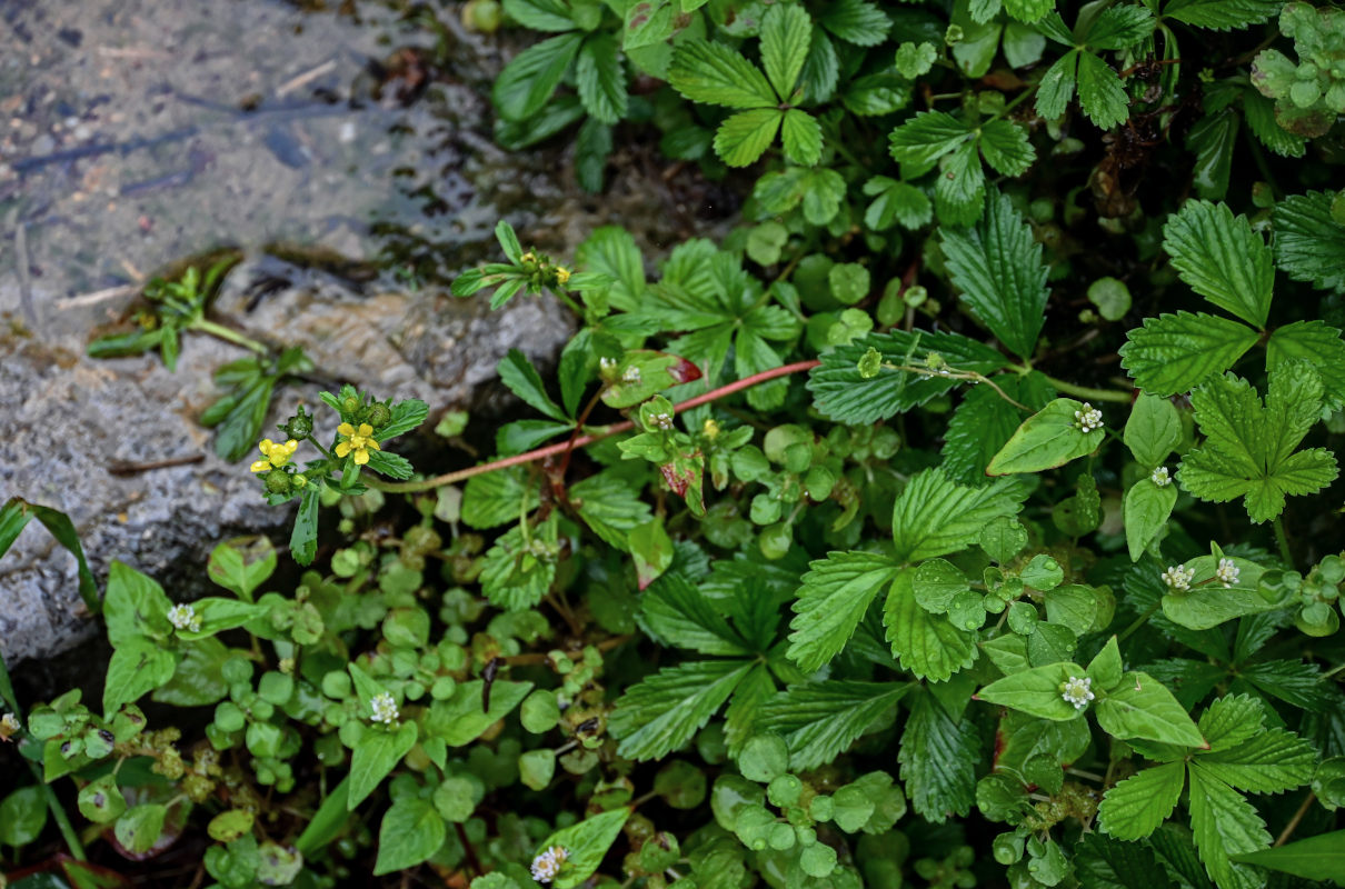 Image of genus Potentilla specimen.