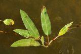 Persicaria amphibia. Верхушка побега. Беларусь, Витебская обл., окр. пос. Езерище, оз. Езерище у западного побережья, прибрежное мелководье. 20.07.2024.