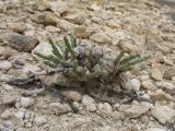 genus Anabasis
