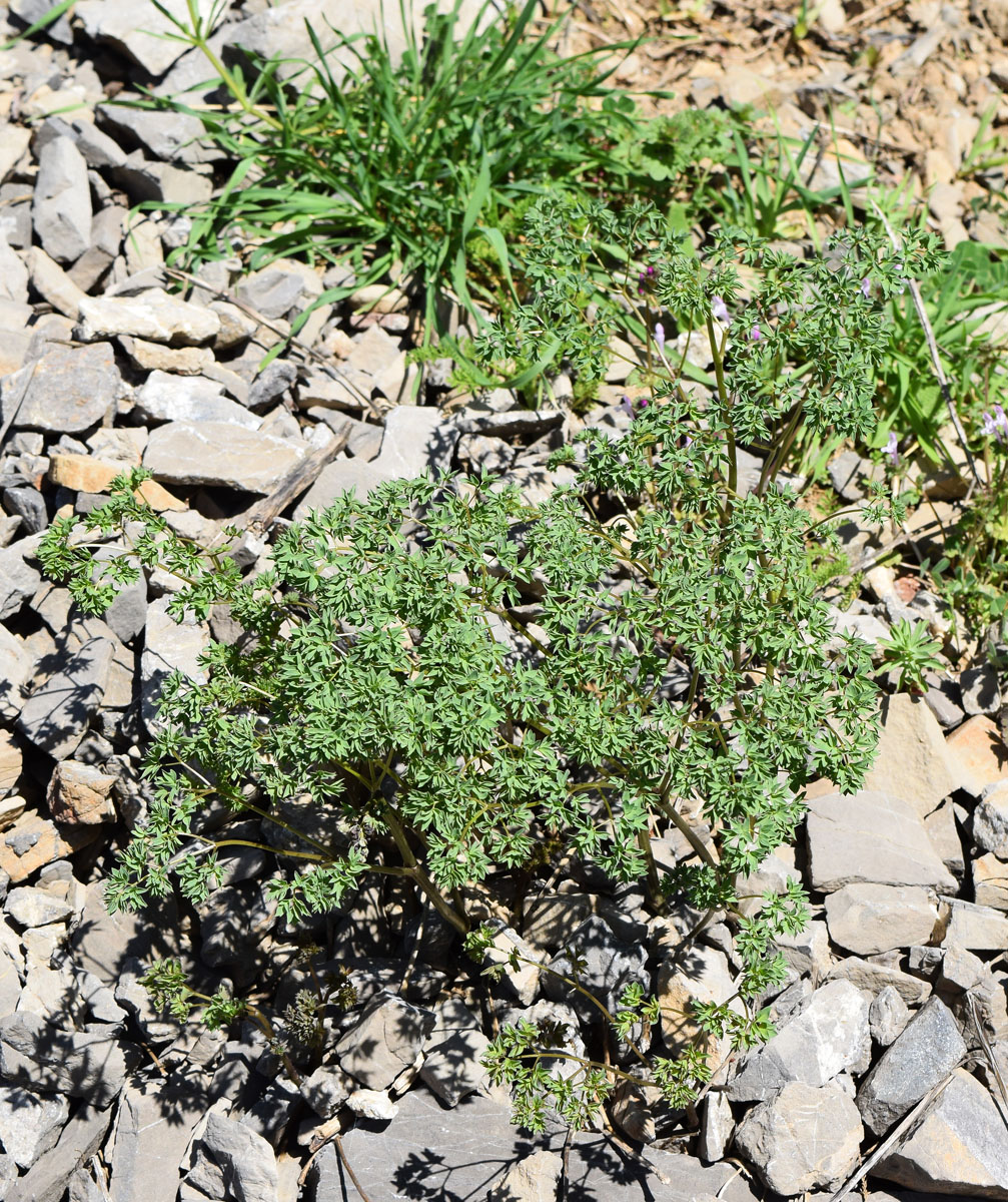 Изображение особи Thalictrum isopyroides.