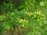 Chamaecytisus hirsutus