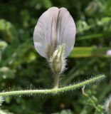 Cicer songaricum