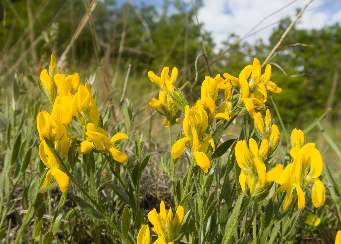 Image of Genista humifusa specimen.