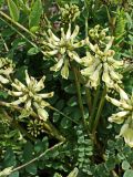 Astragalus schelichowii. Побеги с соцветиями. Хабаровский край, г. Комсомольск-на Амуре, дол. р. Силинка, обочина грунтовой дороги. 22.05.2025.