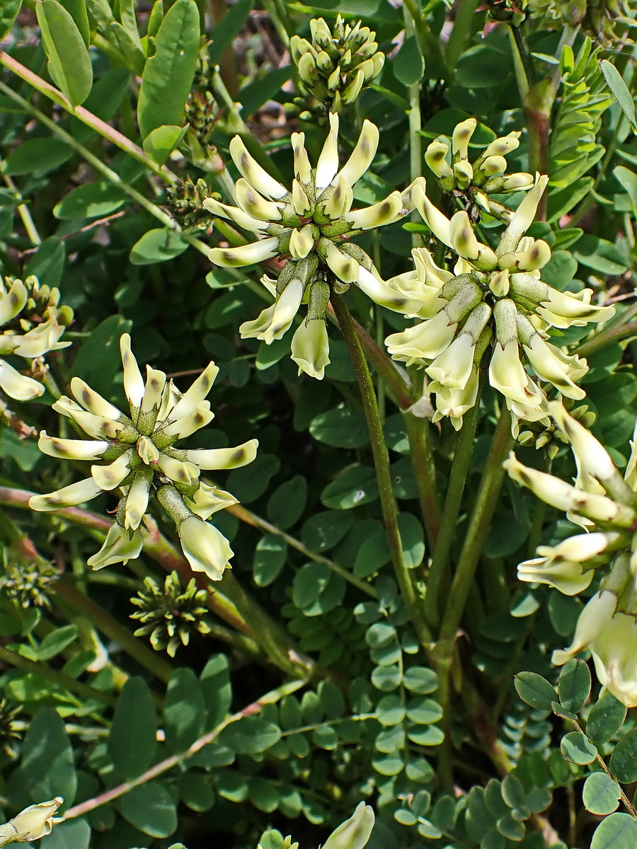 Image of Astragalus schelichowii specimen.
