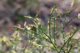 Vaccinium myrtillus. Верхушки побегов с распускающимися листьями. Мурманск, Октябрьский р-н, окр. оз. Среднее, смешанный лес с доминированием Betula. 31.05.2025.