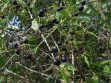 Rubia tinctorum