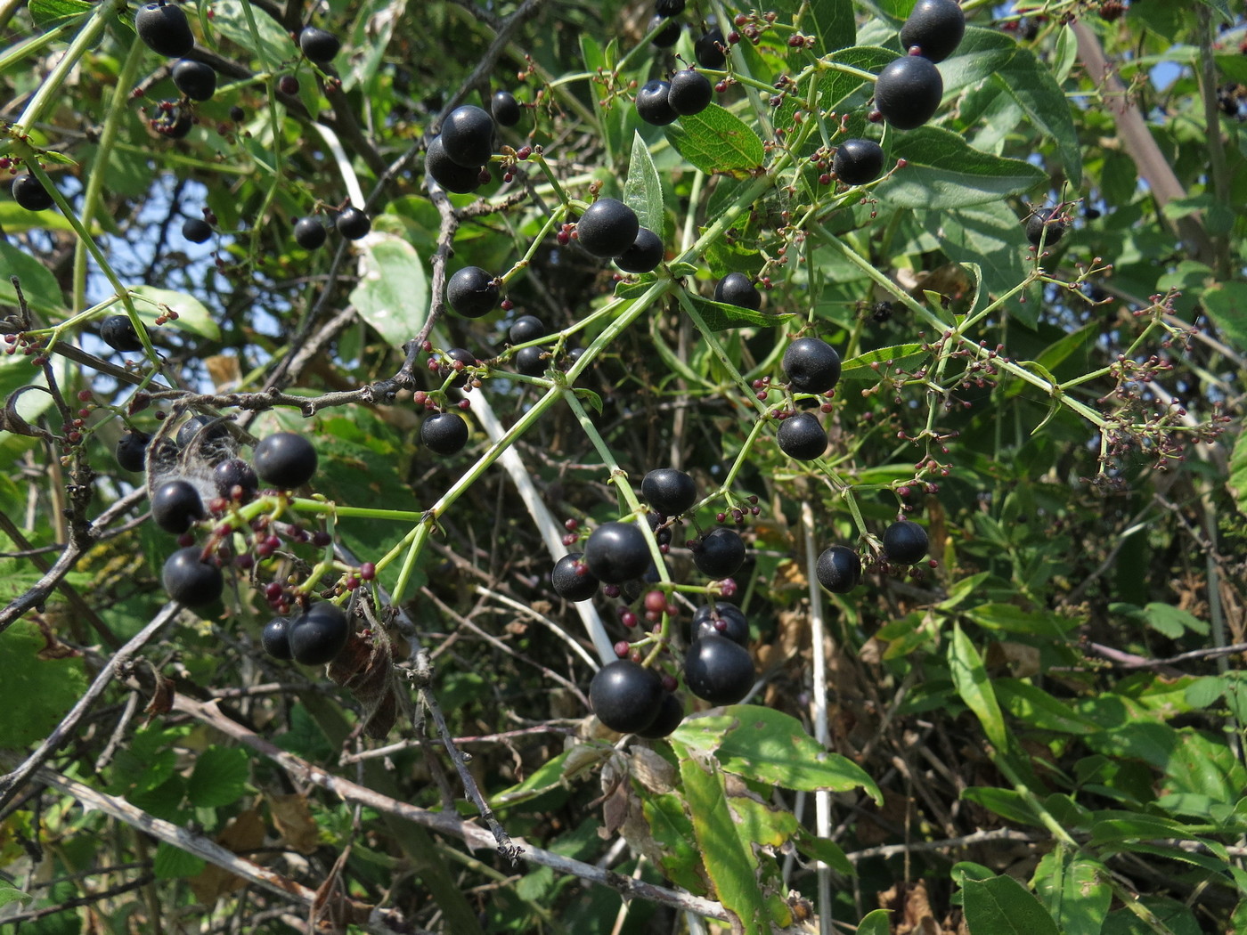 Image of Rubia tinctorum specimen.