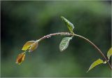 Lonicera caprifolium
