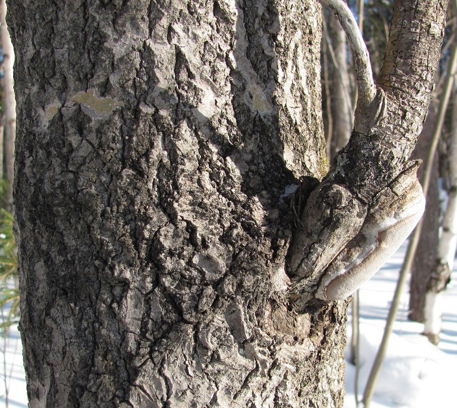 Image of Populus tremula specimen.